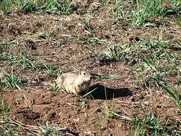Best shooting for ground squirrels is in the spring before the crops get too high. There are times when shooting over a field of alfalfa, when a 40-grain 22 LR or a 22 WMR is going to deliver more consistent first-round hits.
